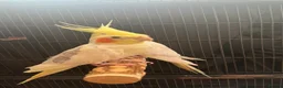 Cockatiels birds for sale: Cockatiel Pair for Sale Complete Setup Included in Luton - Advert 8