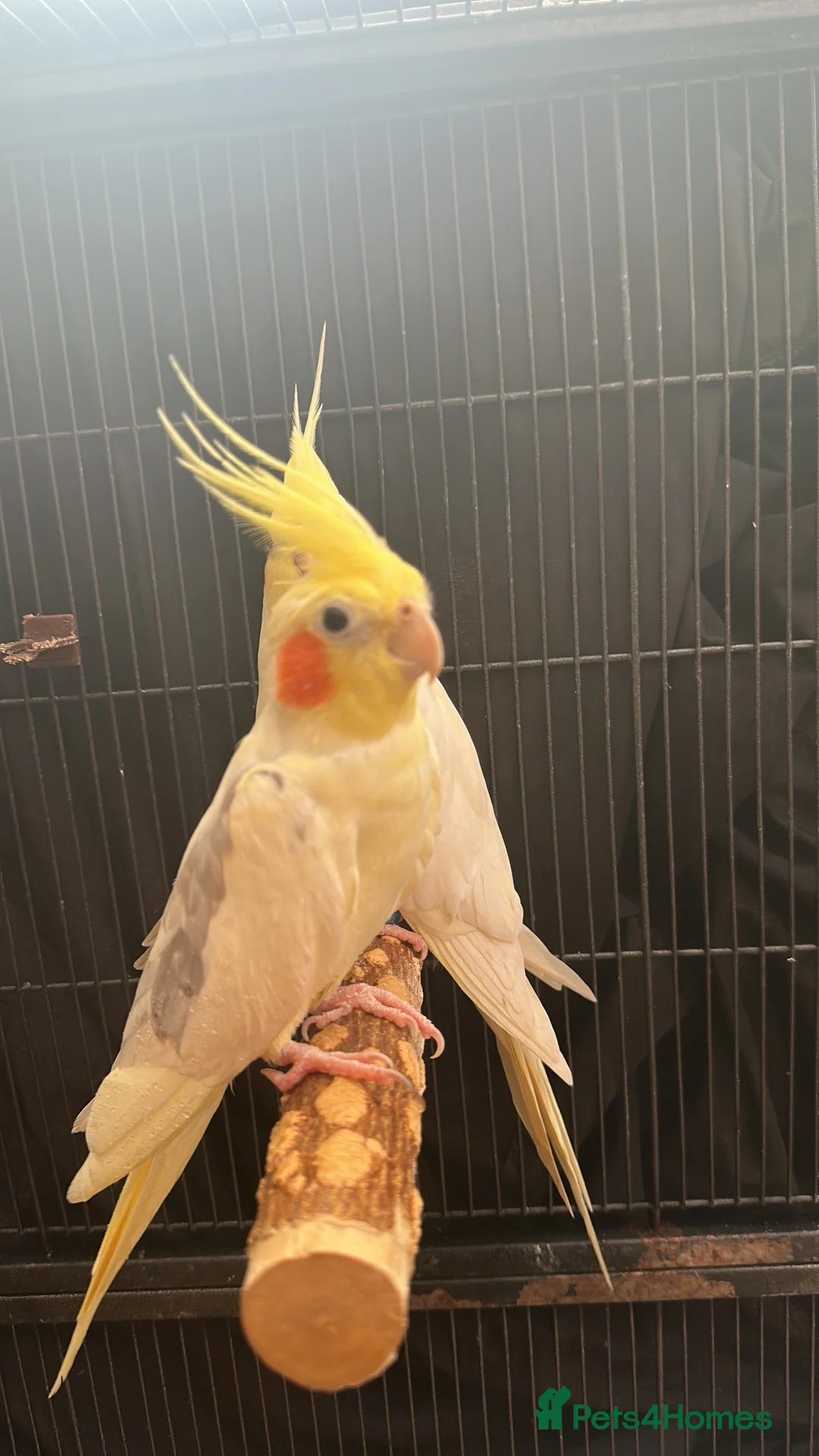 Cockatiels birds for sale: Cockatiel Pair for Sale Complete Setup Included in Luton - Advert 8