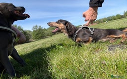 Miniature Dachshund dogs for stud: KC Blue Cream Long Hair Miniature Dachshund Stud  - Image 9