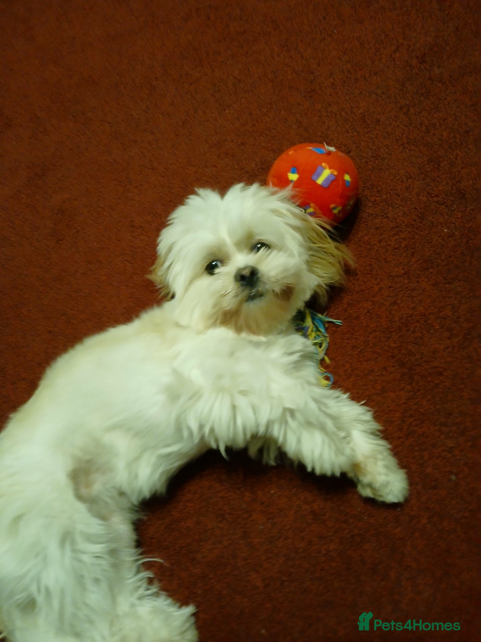 Shih Tzu dogs Shihtzu puppy 10 months old - Advert 3