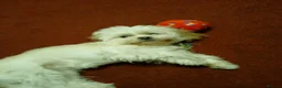 Shih Tzu dogs for sale: Shihtzu puppy 10 months old in Cradley Heath - Advert 1