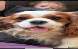 Cavalier King Charles Spaniel dogs for stud: Fully health tested proven Kc reg, multi gen clear in Wrexham - Image 28