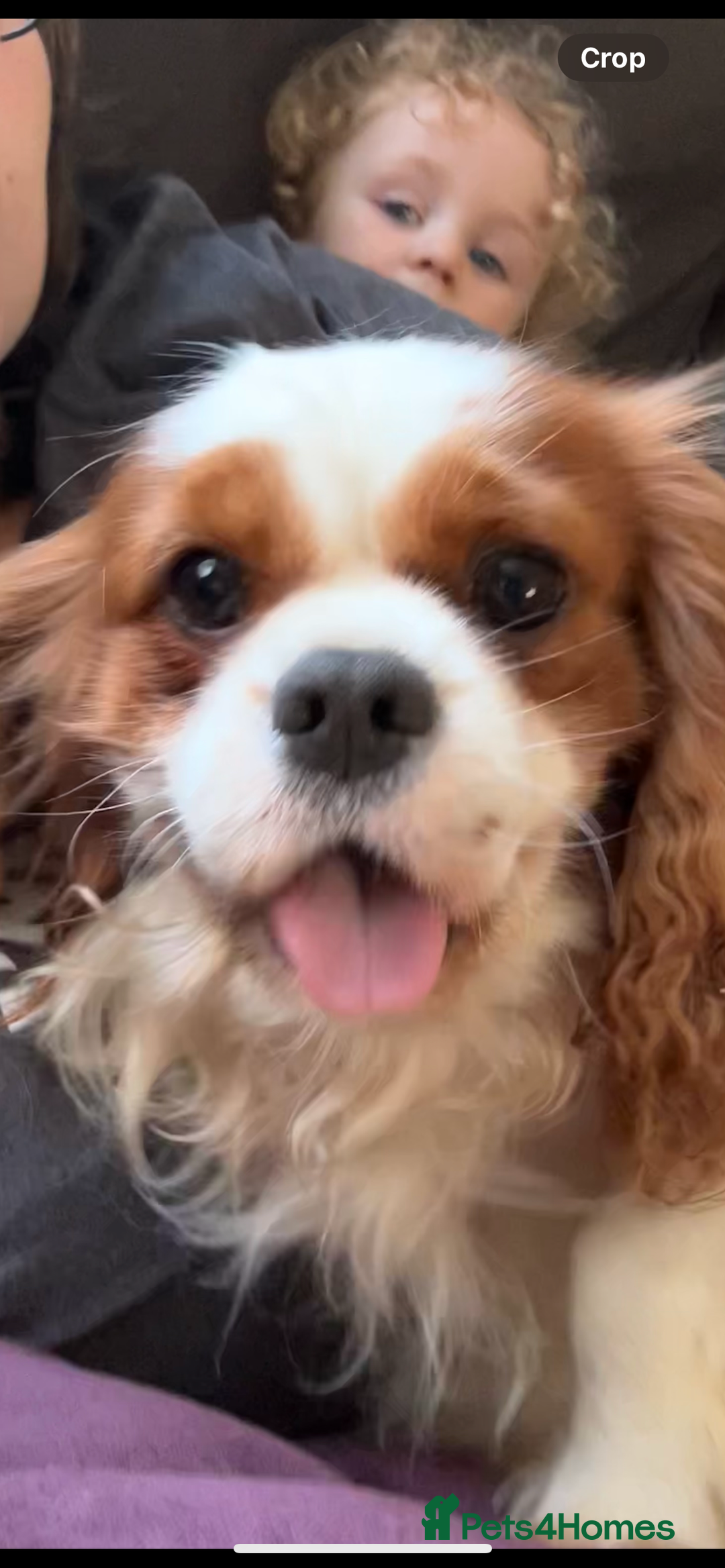 Cavalier King Charles Spaniel dogs for stud: Fully health tested proven Kc reg, multi gen clear in Wrexham - Image 28