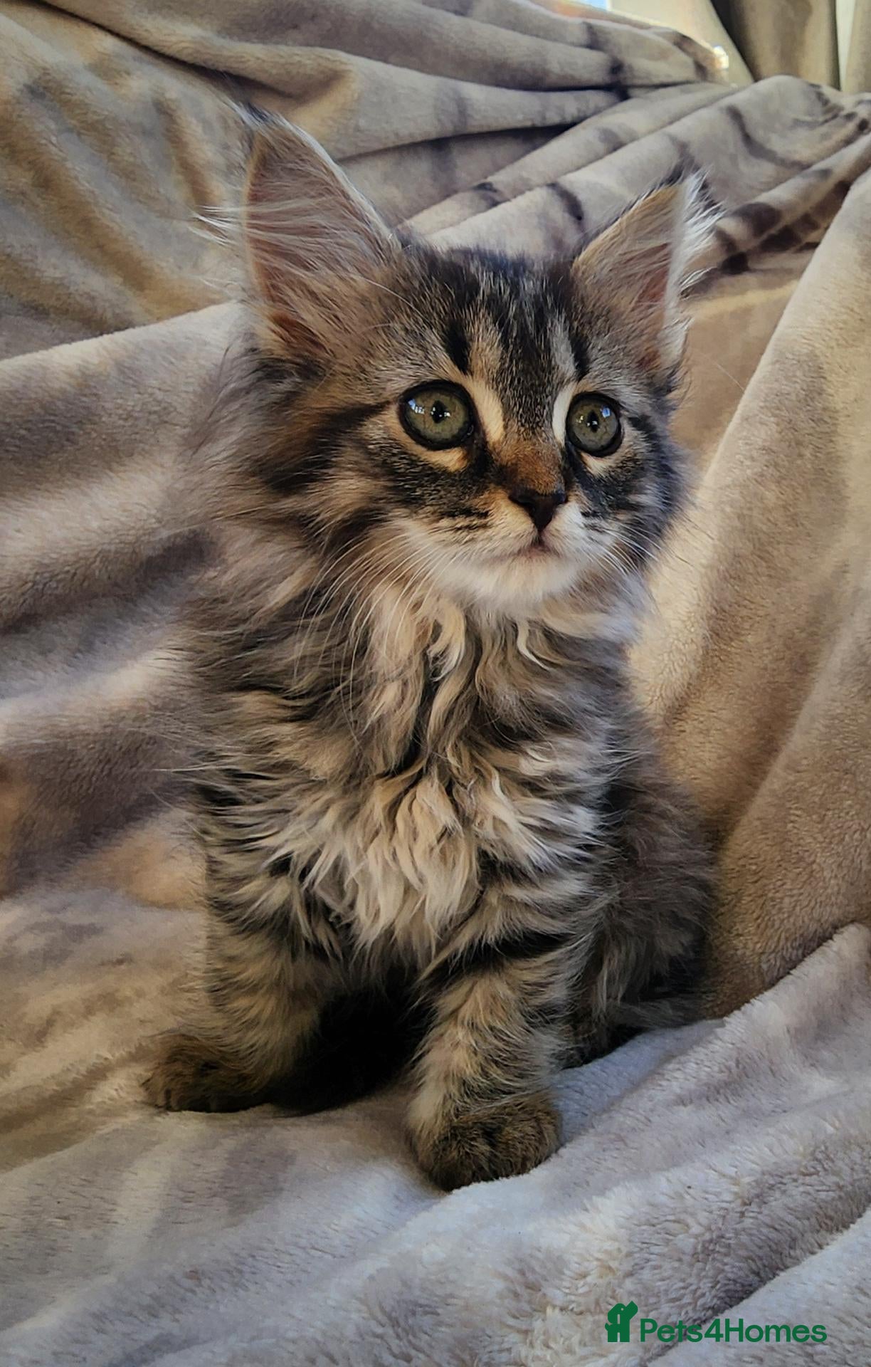 Siberian cats Hypoallergenic, TICA, Traditional Siberian kittens - Advert 1
