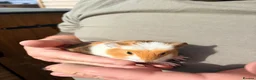 Guinea Pig rodents for sale: Baby guinea pigs in Melksham - Advert 4