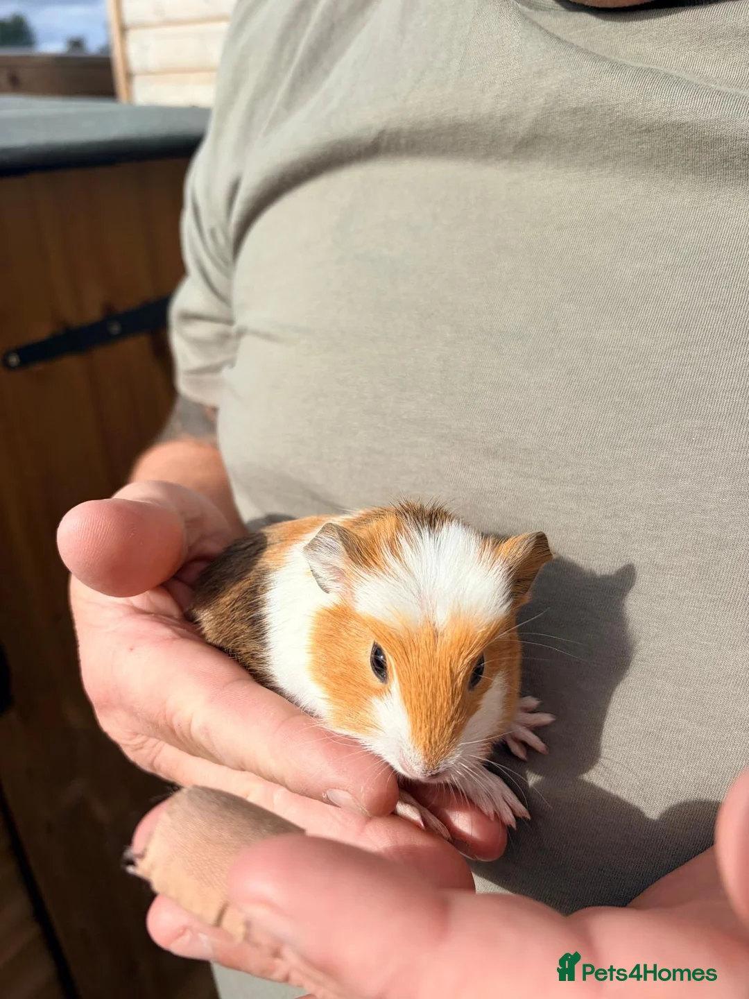 Guinea Pig rodents for sale: Baby guinea pigs in Melksham - Advert 4