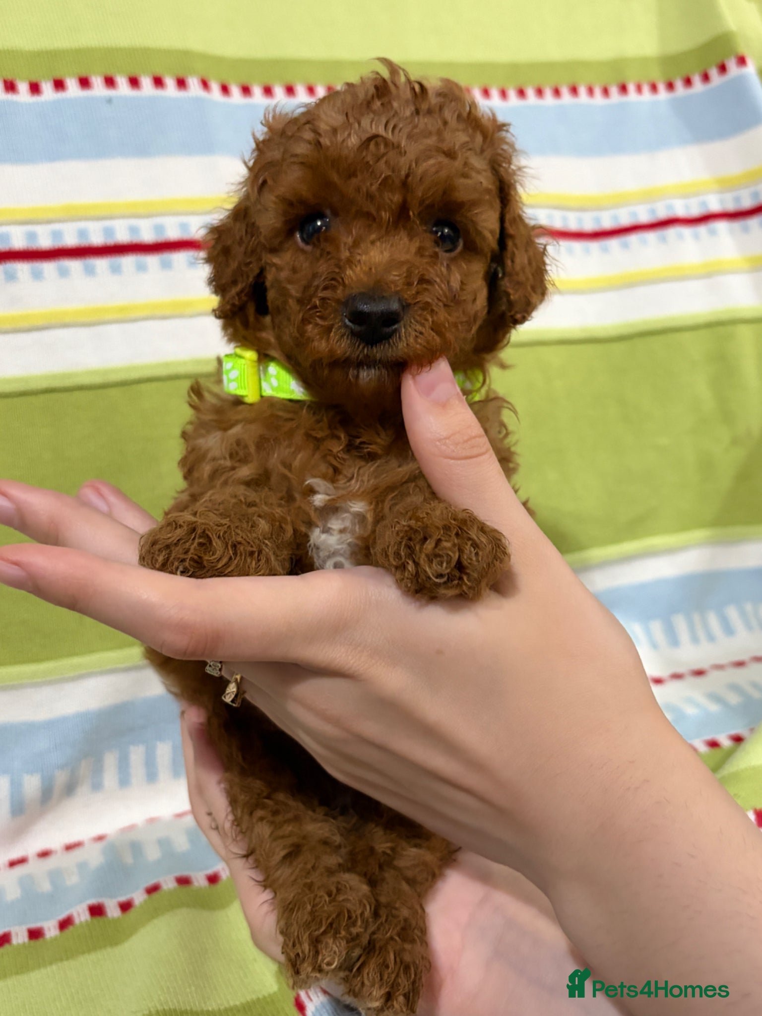 Toy Poodle dogs for sale: KC REGISTERED toy poodle puppies - Advert 6