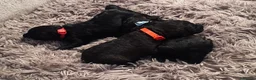 Schnoodle dogs for sale: Black/brown male Schnoodle pups for sale. in Glasgow - Advert 12