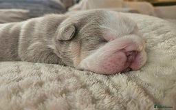 English Bulldog dogs for sale: Outstanding KC English Bulldogs, Top Quality Pups - Image 11