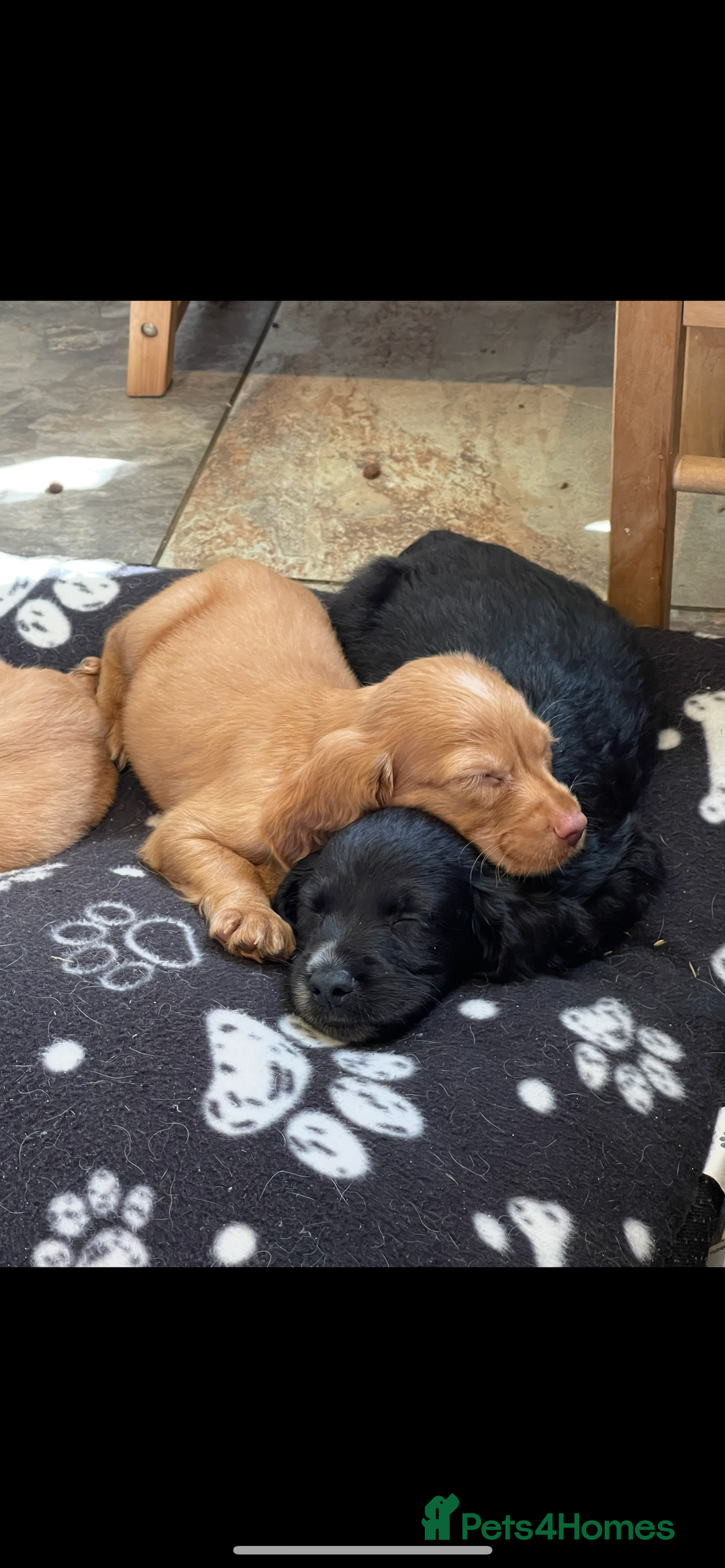 Sprocker dogs for sale: Sprocker cross cocker spaniel puppies  - Image 4