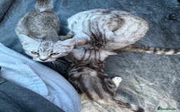 Domestic Shorthair cats for sale: ONLY ONE LEFT 4 gorgeous kittens ready to go - Image 9