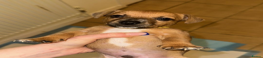 Jack Russell (yellow collar) 