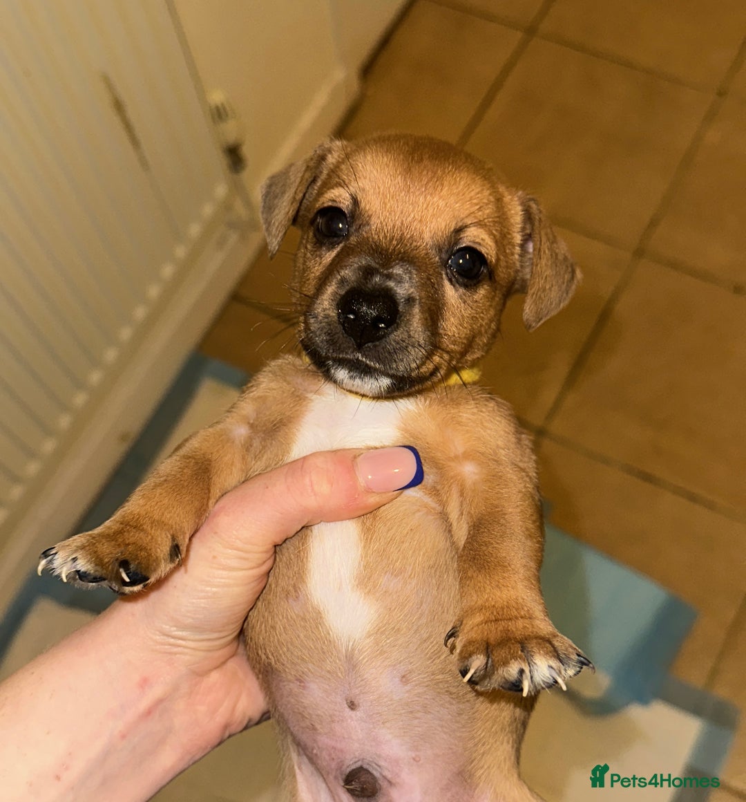 Jack Russell dogs for sale: Miniature Jack Russell’s (docked) - Image 4