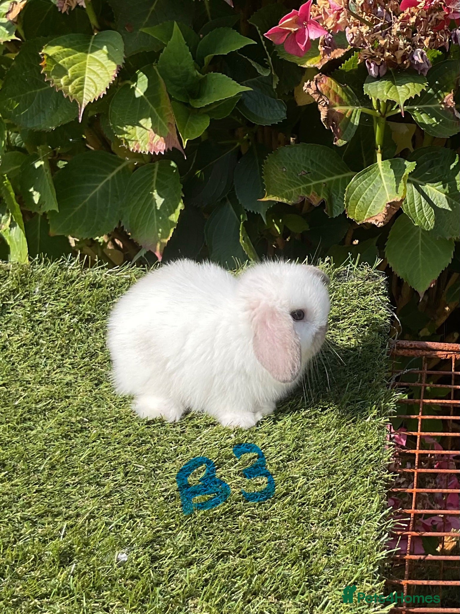 Mini Lop rabbits Pure bred mini lops . - Advert 2