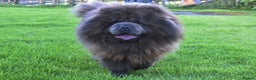Chow Chow dogs for stud: Loki Blue Chow Chow for stud  in Ammanford - Advert 4