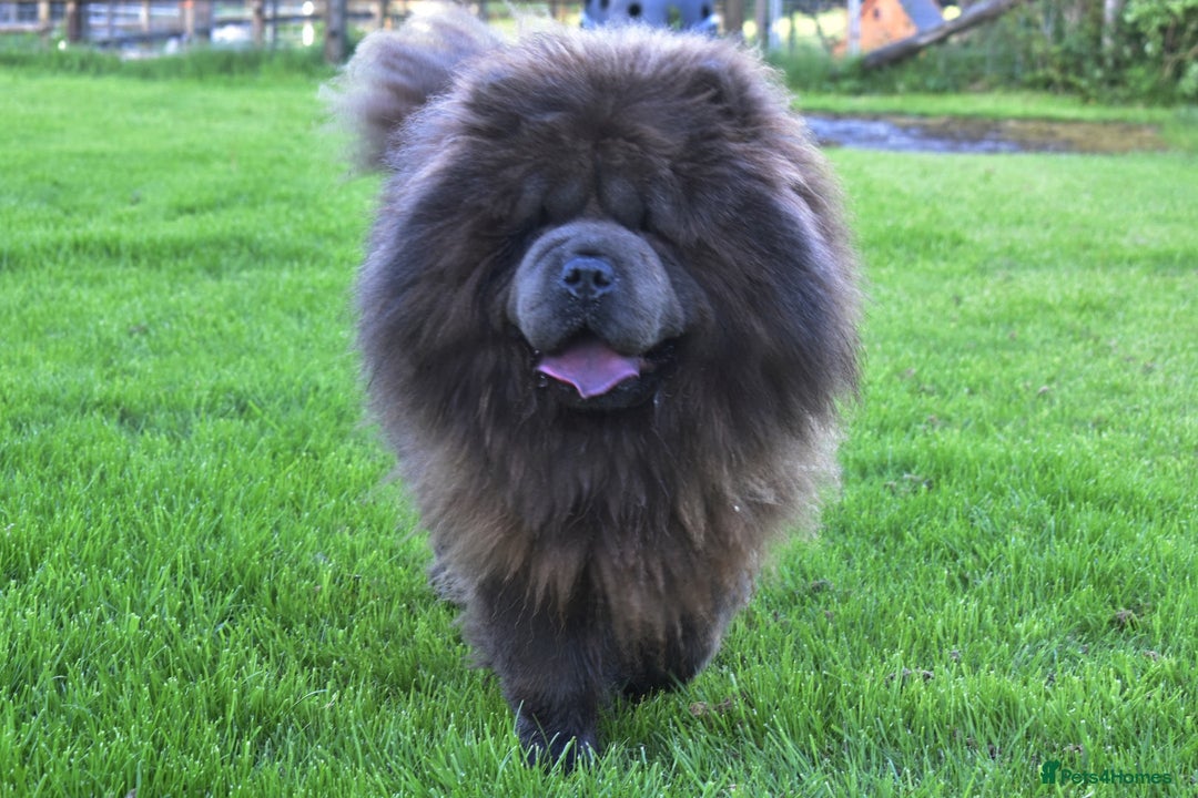 Chow Chow dogs for stud: Loki Blue Chow Chow for stud  in Ammanford - Advert 4