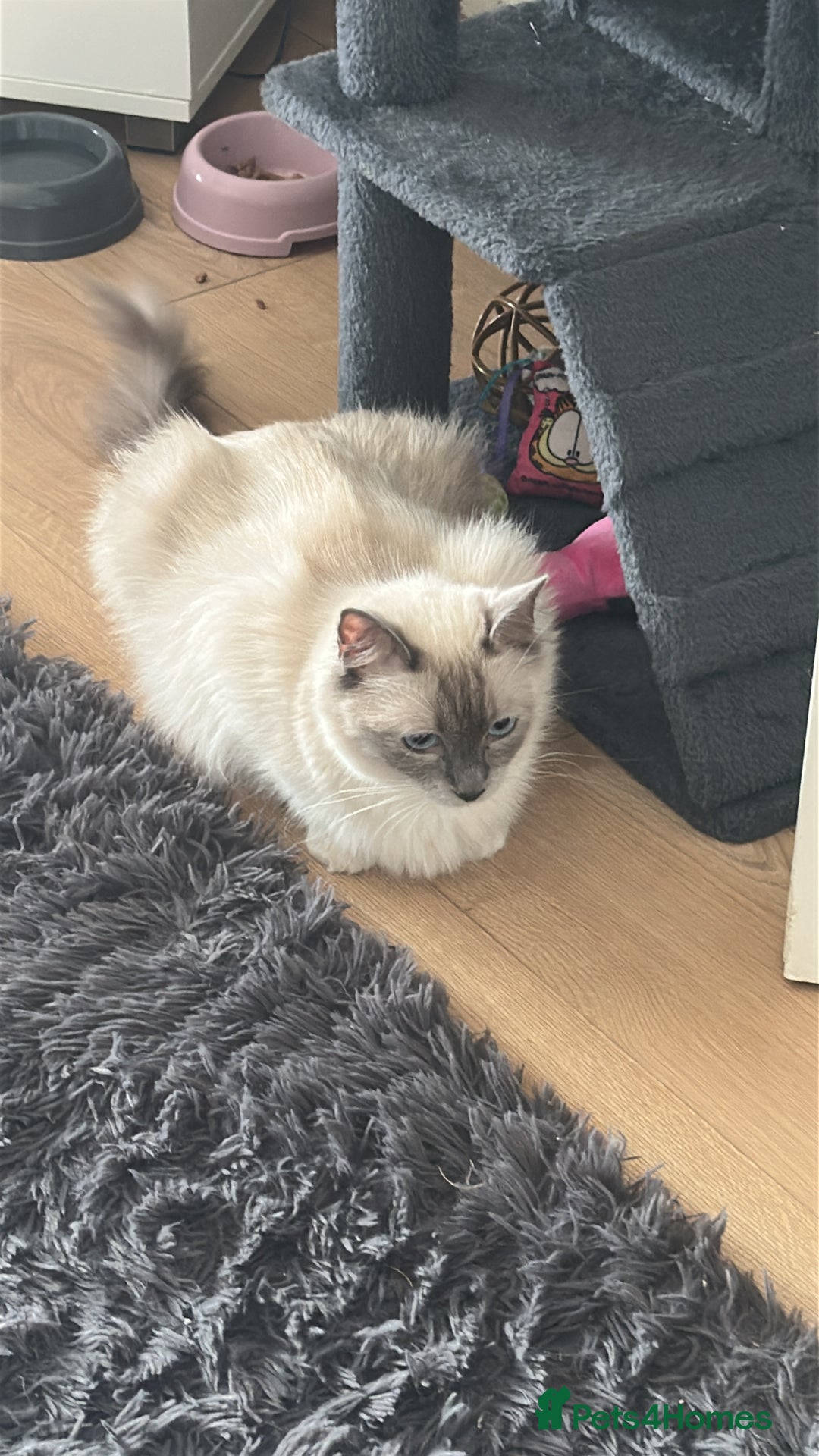 Ragdoll cats for sale: Female Ragdoll for sale  - Image 4