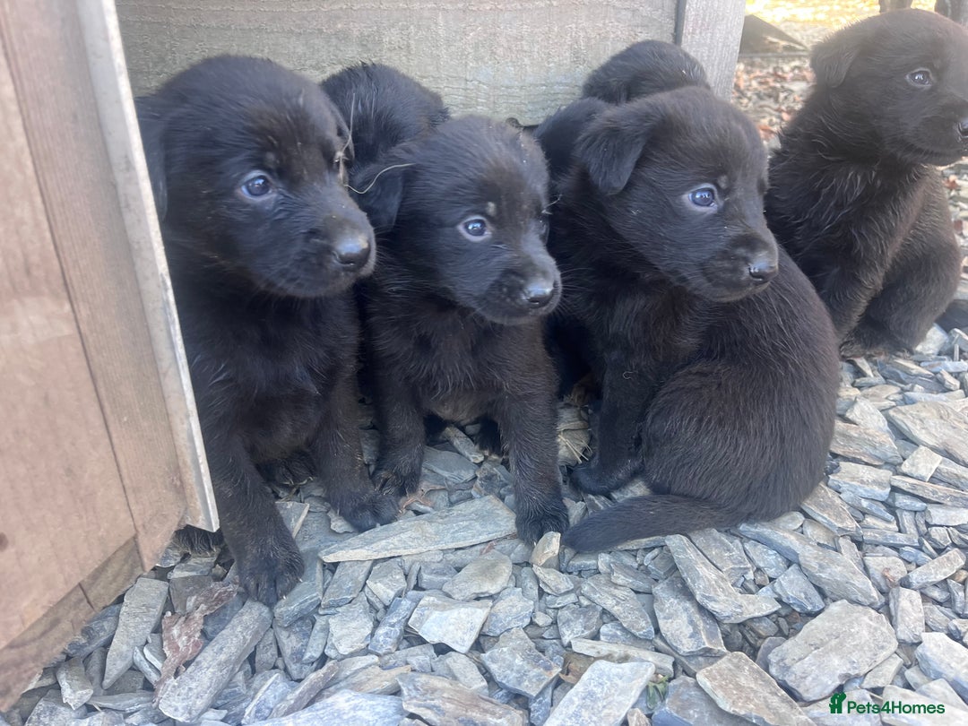 Labrador Retriever dogs for sale: Incredible repeat mating  - Image 11