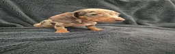 Miniature Dachshund dogs for sale: Miniature Dachshund READY NOW - Advert 27