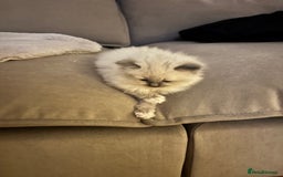 Ragdoll cats for sale: GCCF champion bloodline seal point Ragdollls - Image 10
