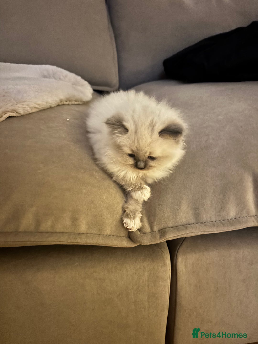 Ragdoll cats for sale: GCCF champion bloodline seal point Ragdollls - Image 10