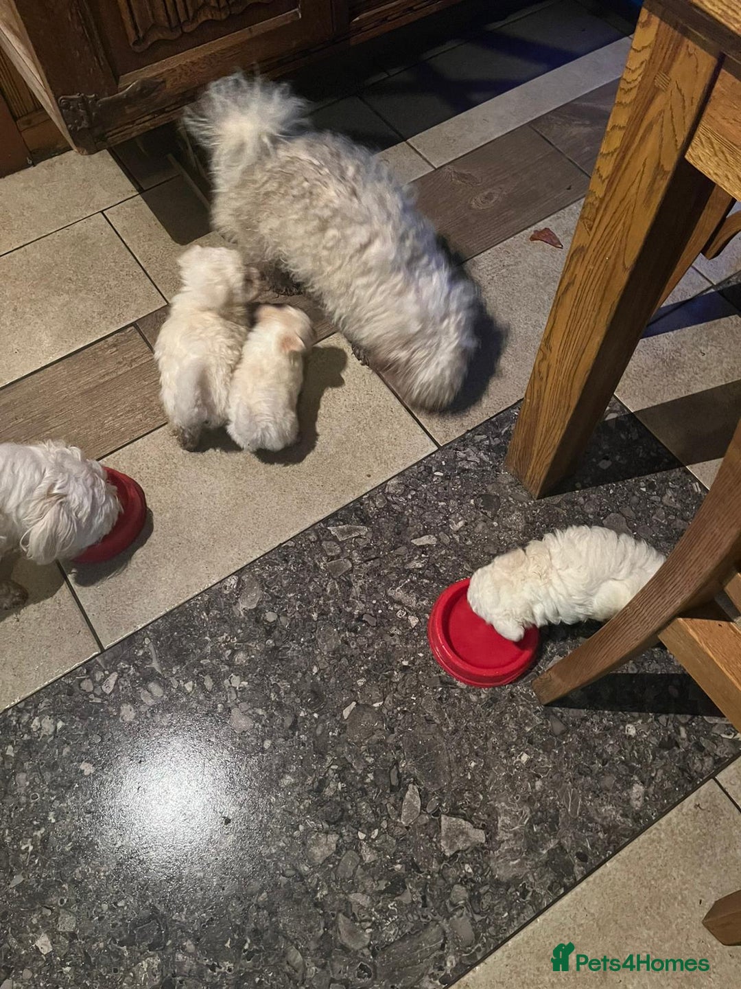 Bichon Frise dogs for sale: 4 Bichone Frise Maltese for sale - Advert 2
