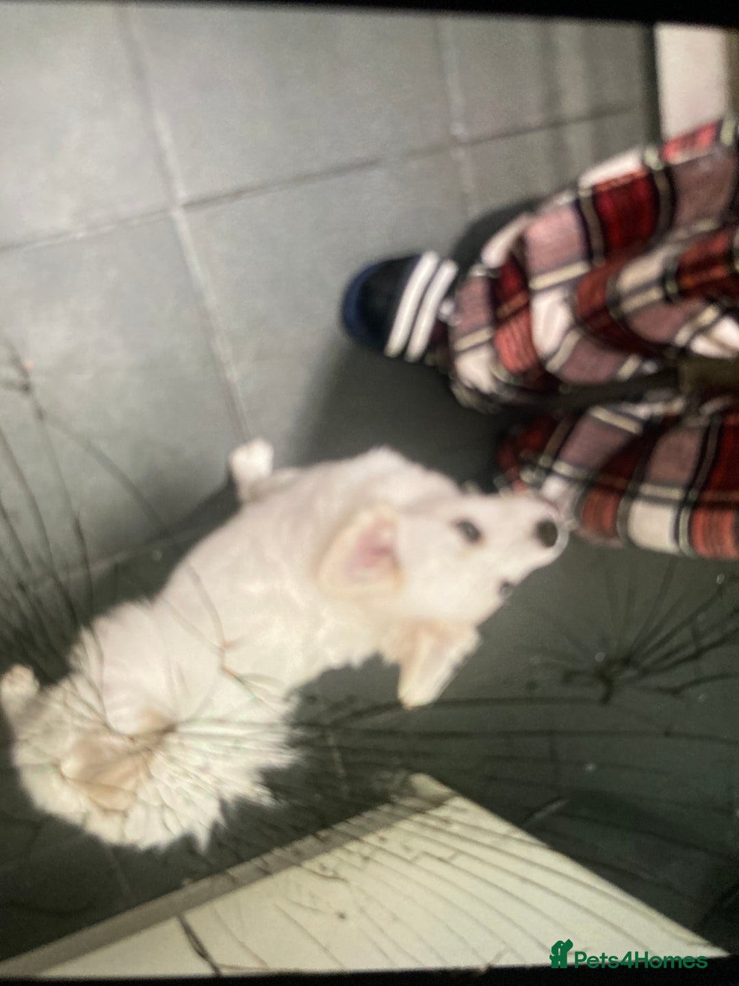Mixed Breed dogs for sale: Pomskie - Image 1