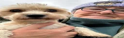 Mixed Breed dogs for adoption: Nor - In Ayr Looking for a Home  - Advert 2