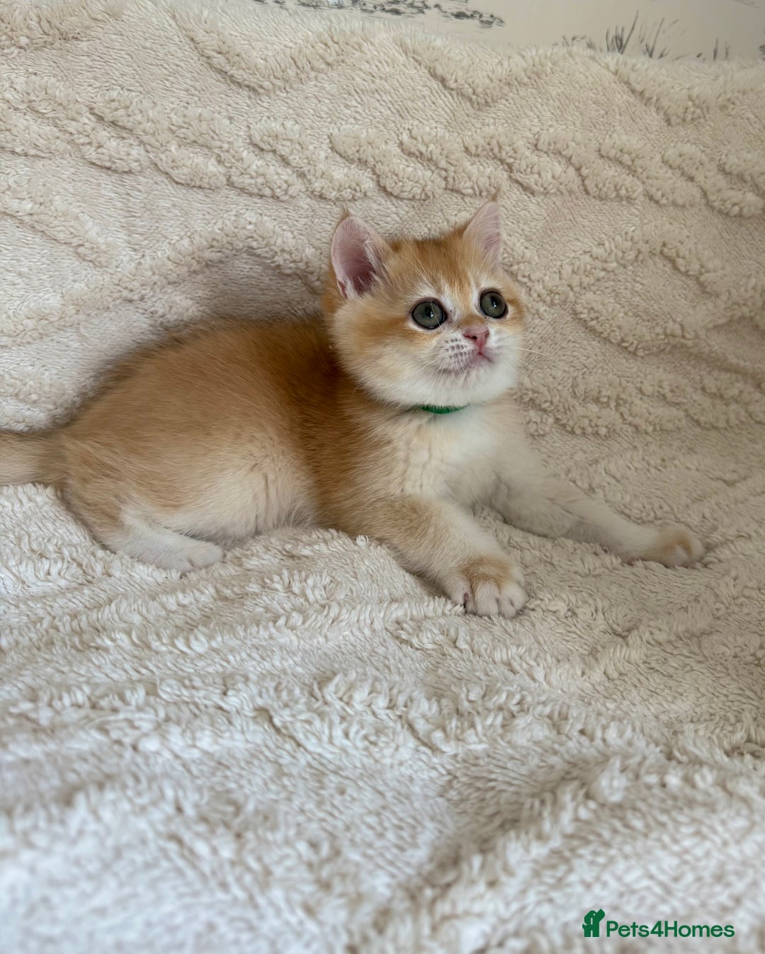 British Shorthair cats for sale: 🔥Exceptional GCCF pedigree golden BSH - Image 9