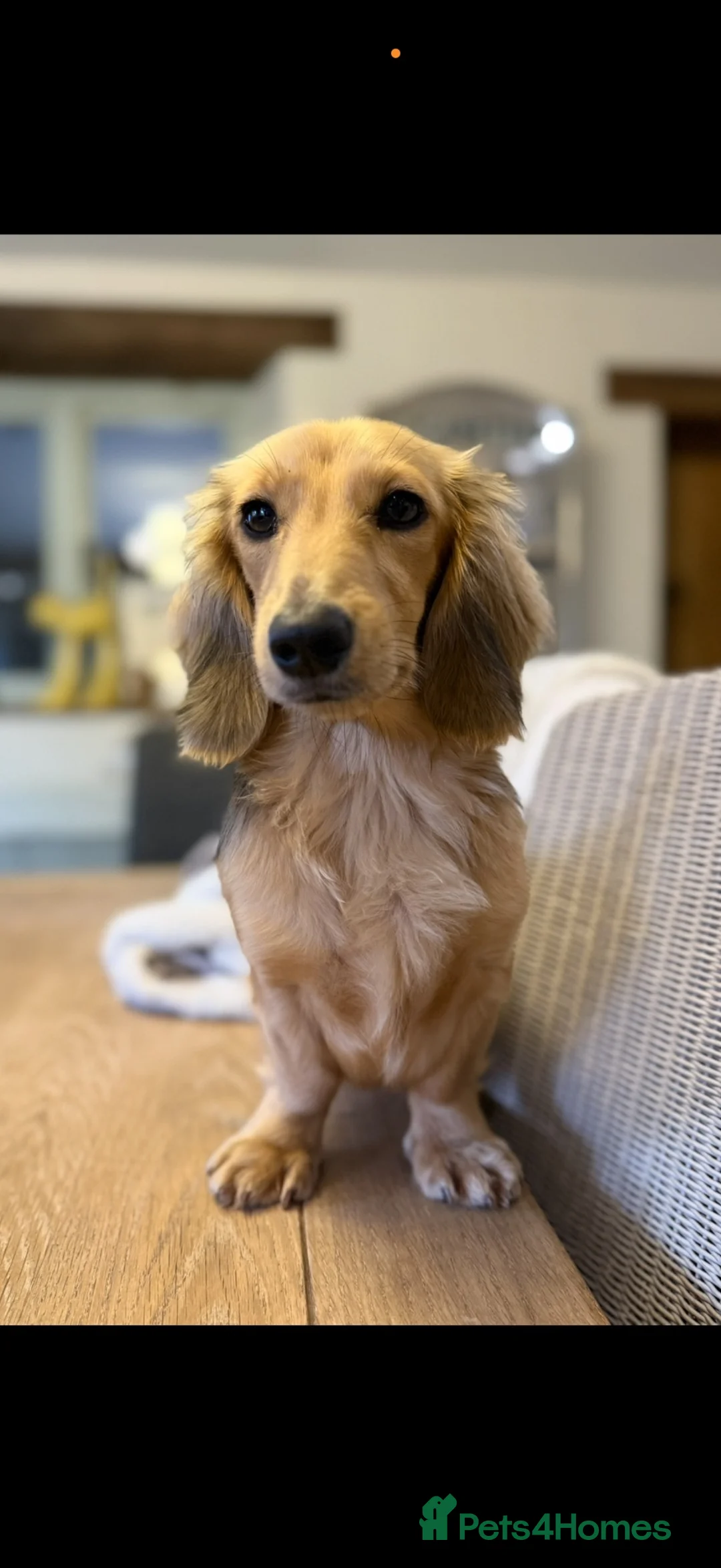 Miniature Dachshund dogs for sale: 5 beautiful long haired dachshunds!  in Bristol - Advert 15