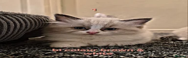 Ragdoll 1