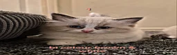 Ragdoll cats for sale: Purebreed Ragdolls - Advert 2