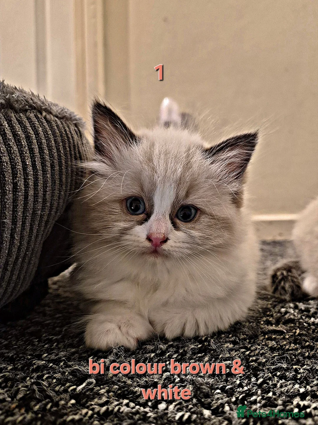 Ragdoll cats for sale: Purebreed Ragdolls - Advert 2