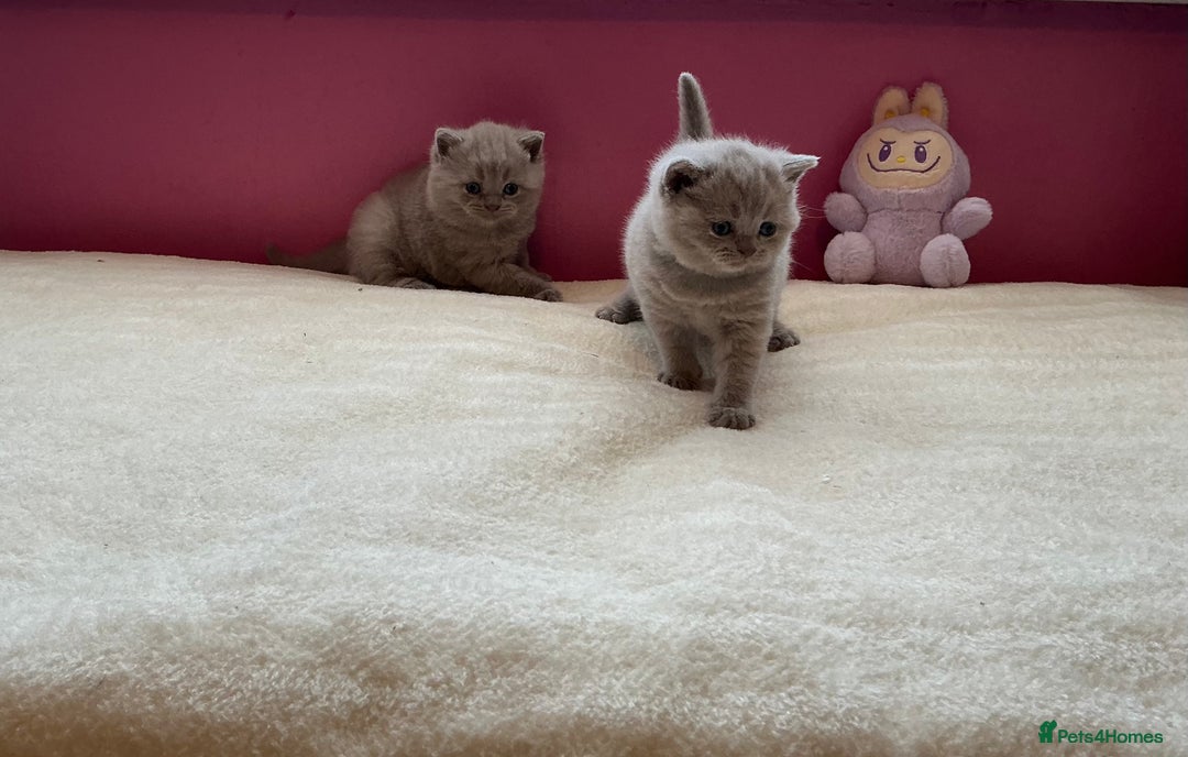 British Shorthair cats for sale: Female lilac fully health checked bsh - Image 15
