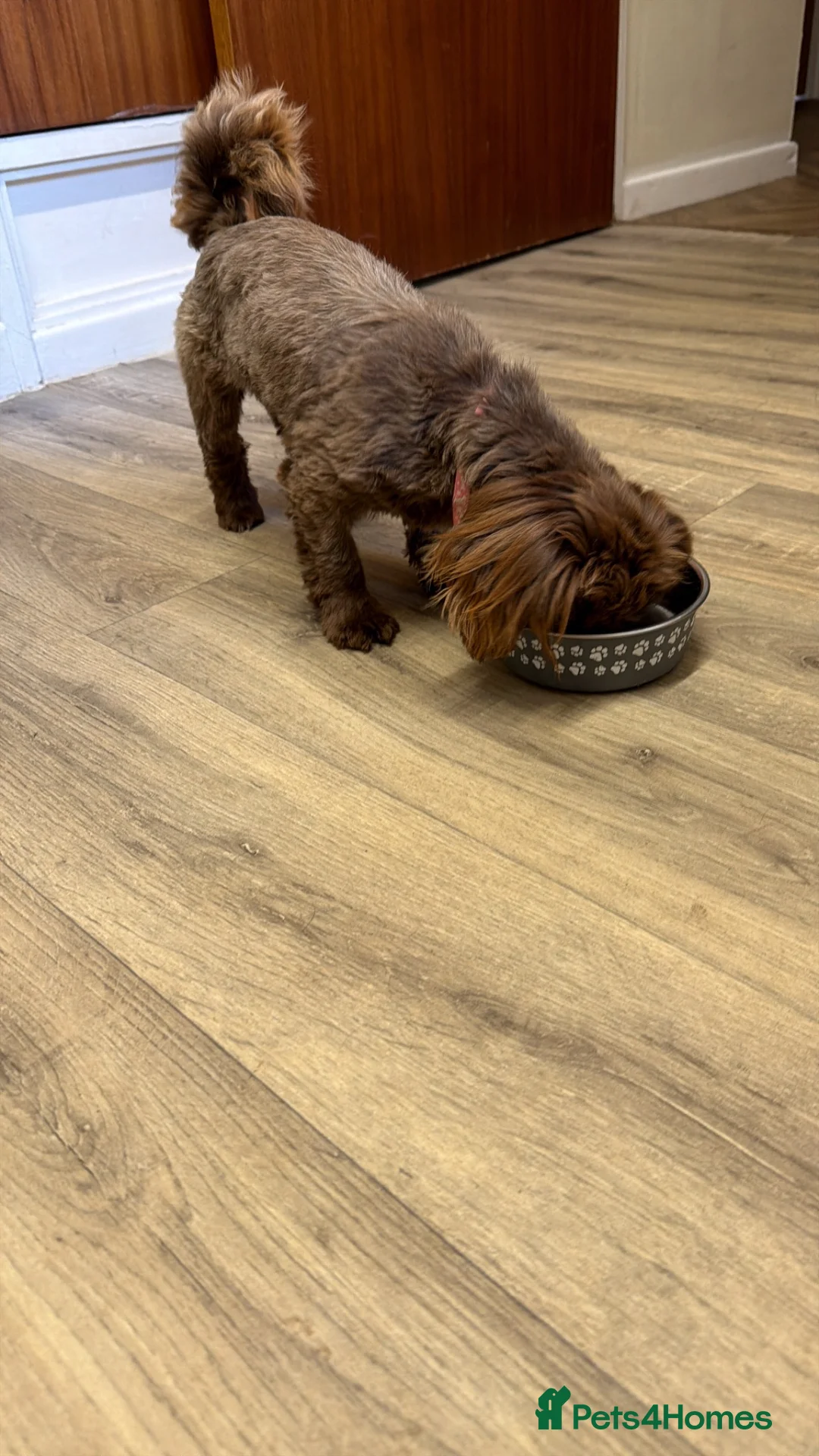 Shih Tzu dogs for sale: Imperial shihtzu 8 months old - Advert 5