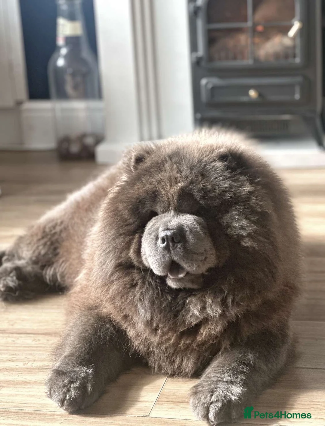 Chow Chow dogs for stud: Buddy the blue chow chow in Leeds - Advert 2