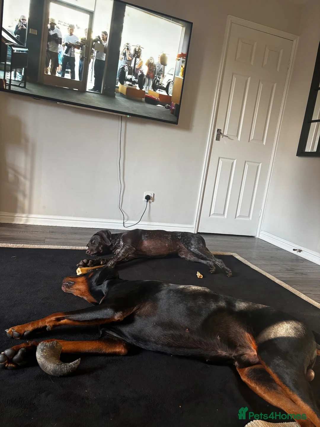 Dobermann dogs for sale: Doberman and German short haired pointer  - Advert 1