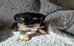 Miniature Schnauzer dogs for sale: Miniature Schnauzer beauties - Image 5