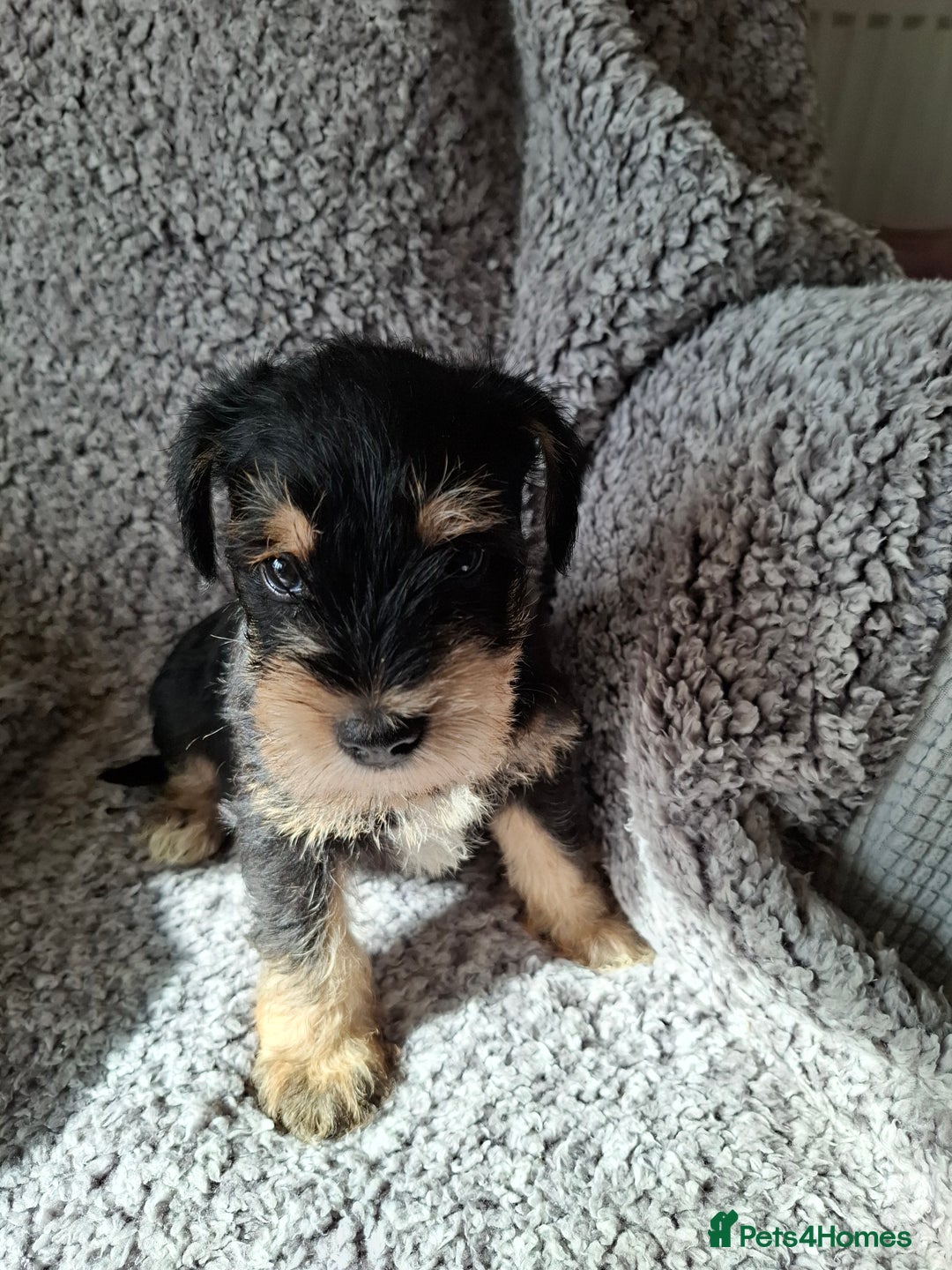 Miniature Schnauzer dogs for sale: Miniature Schnauzer beauties - Image 5