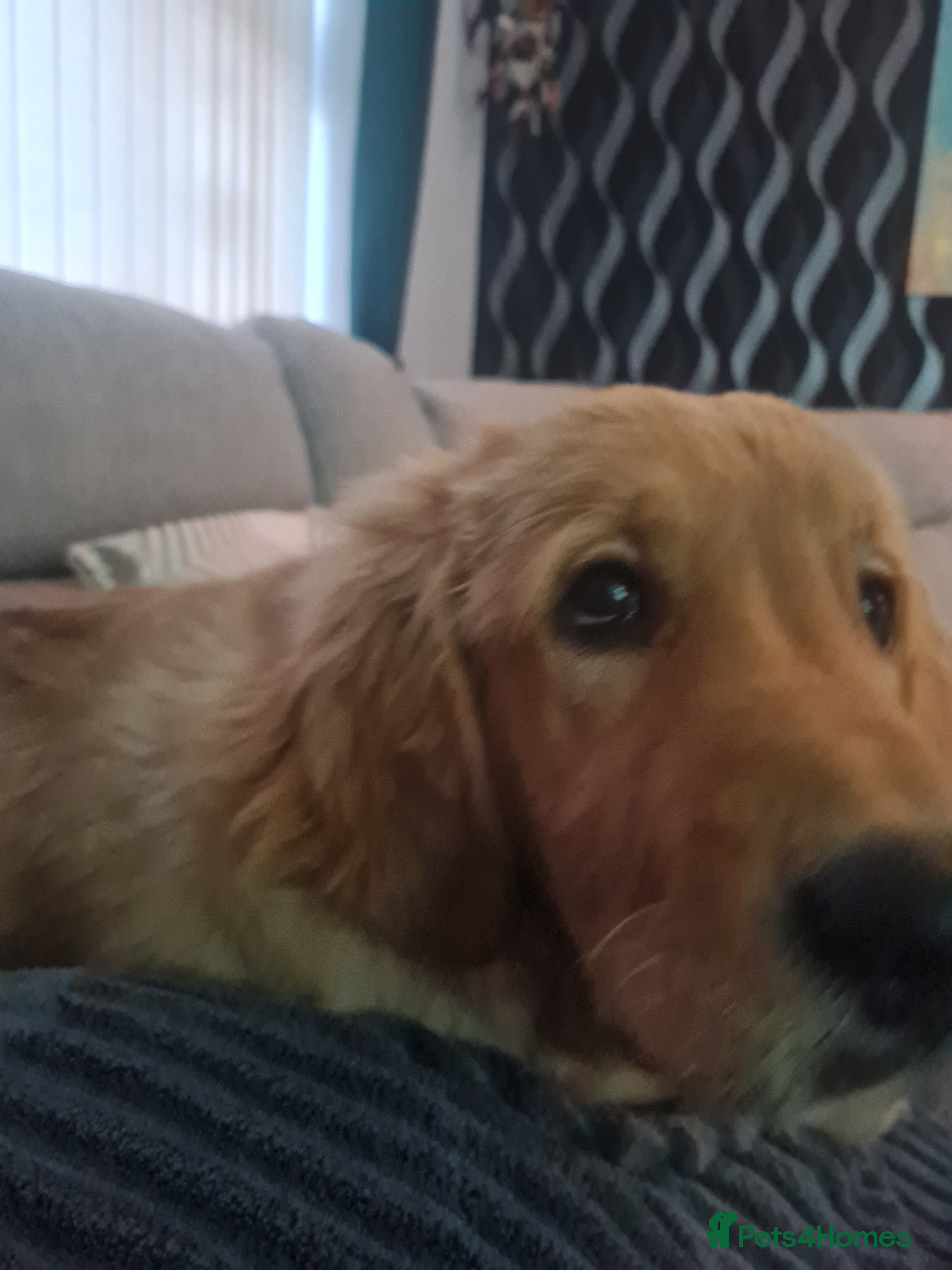 Golden Retriever dogs 9 month old golden retriever  - Advert 1