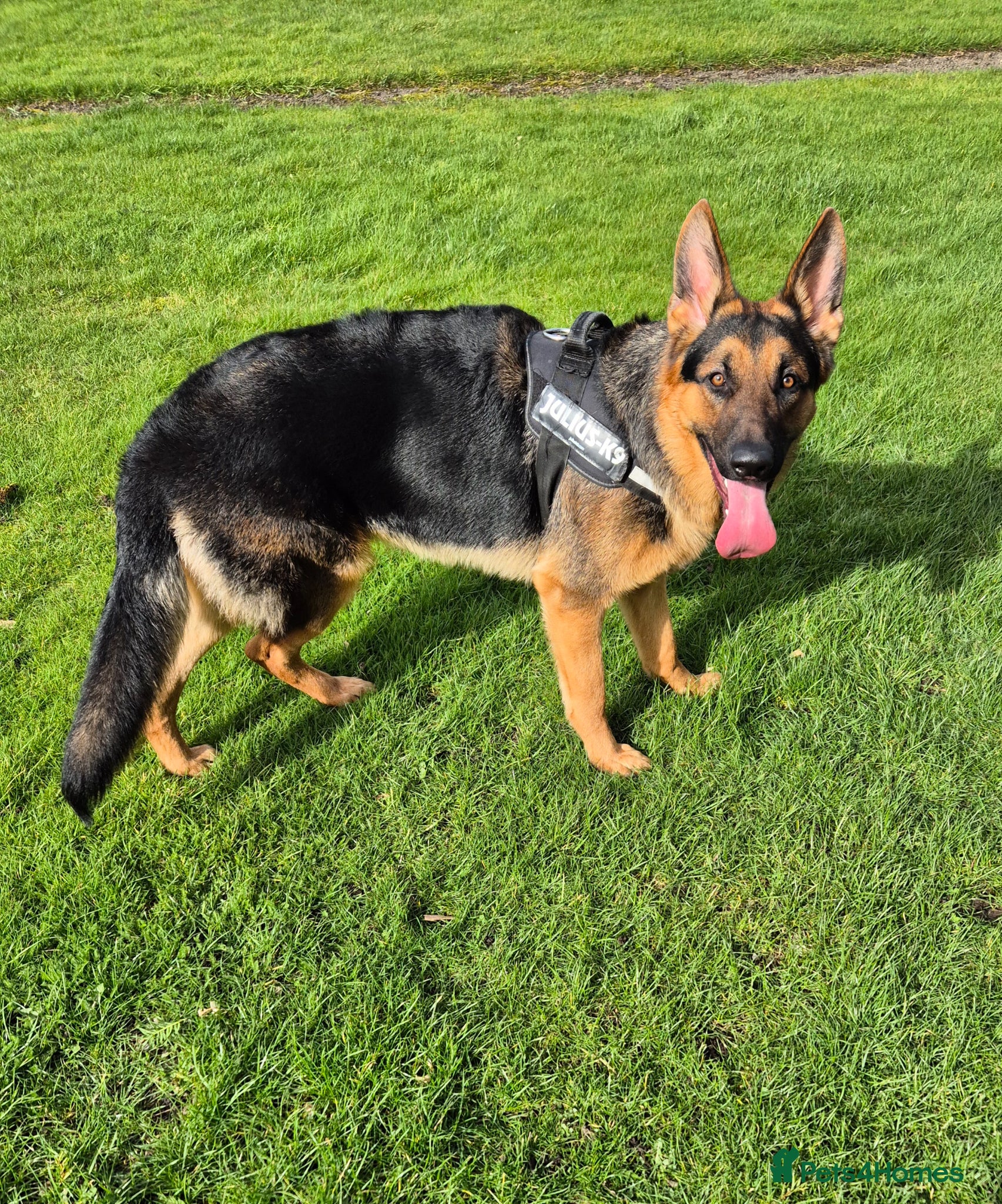 German Shepherd dogs German Shepherd  - Advert 2