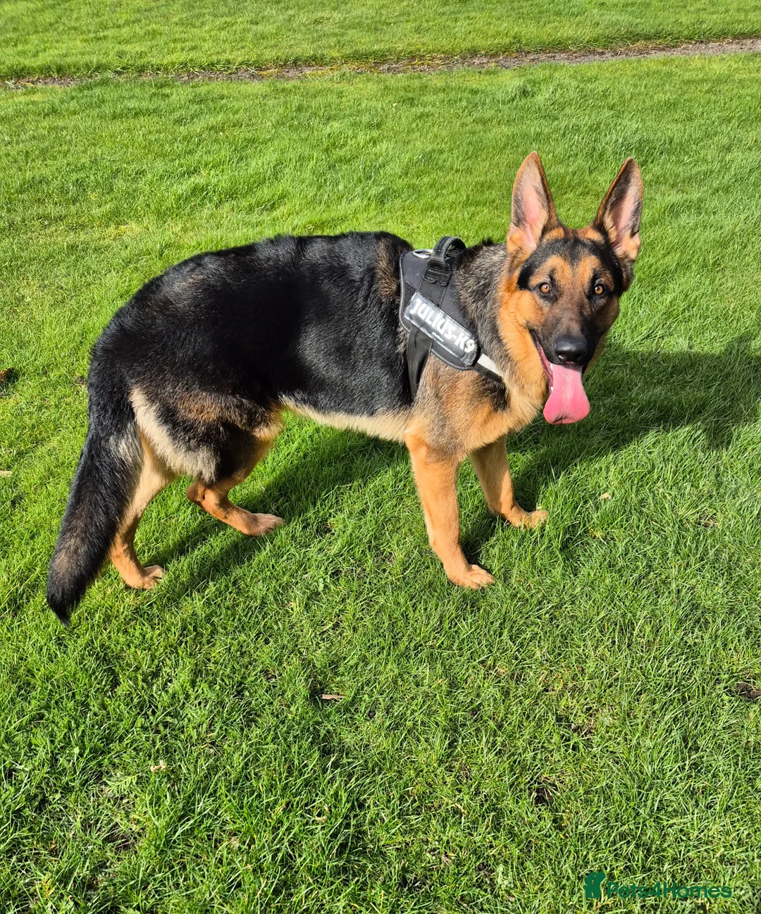 German Shepherd dogs for sale: German Shepherd  in Brechin - Advert 1