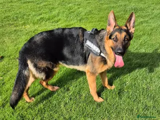 German Shepherd dogs German Shepherd - Advert 2