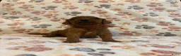 Mixed Breed dogs for sale: Adorable Cavapoo x Cavapoochon Puppies     - Advert 19