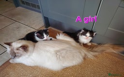 Mixed Breed cats for sale: Half pedigree kittens - Image 14
