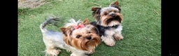 Yorkshire Terrier dogs for sale: Yorkie Terrier Puppy for Sale - Advert 14