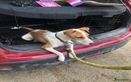 Parson Russell dogs for sale: Penny 12 months old parson Russel terrier  - Image 3