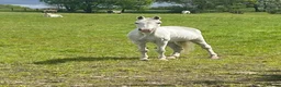 Welsh Section A horses for sale: Welsh section a mare in Hyde - Advert 2