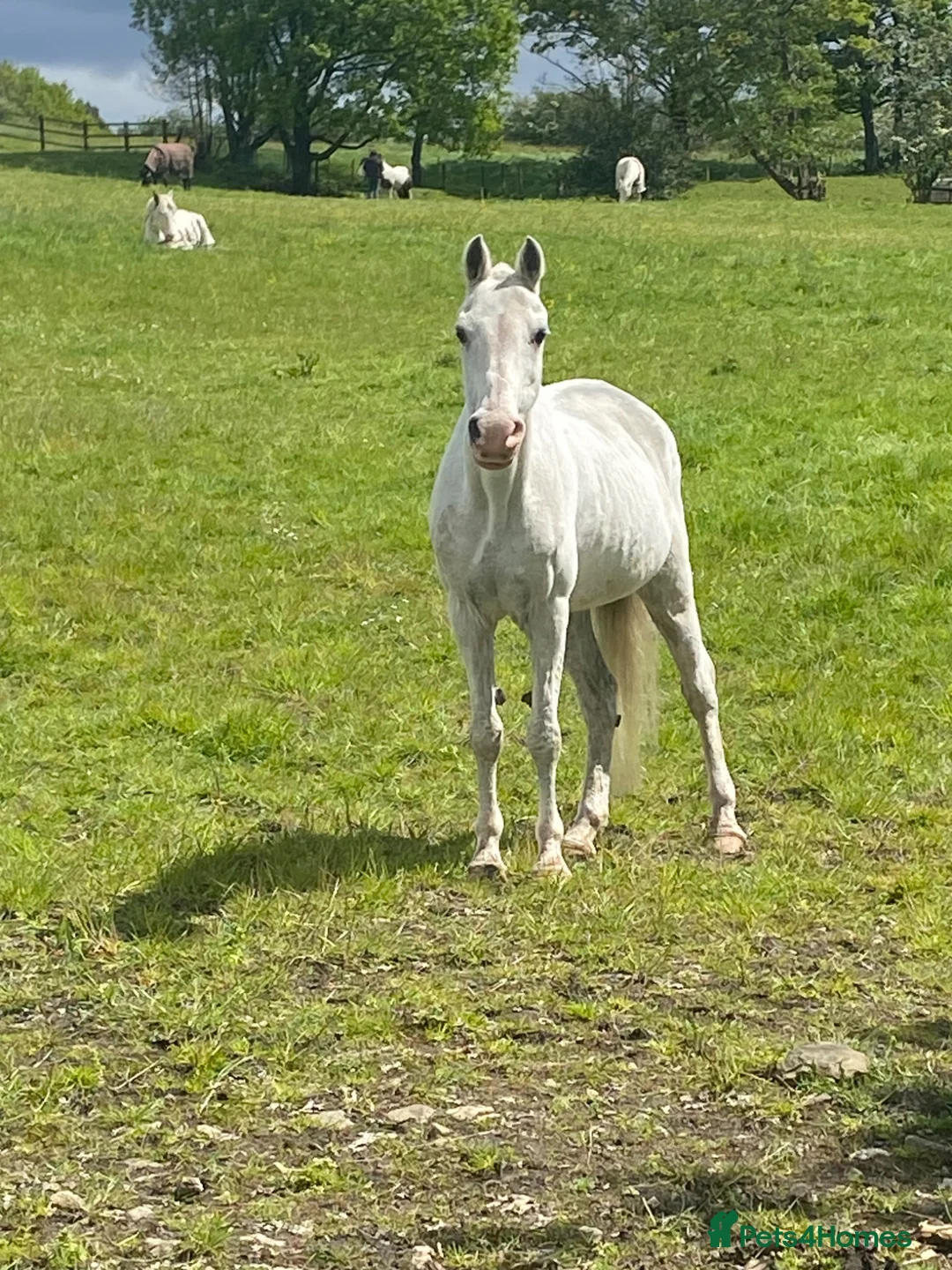 Welsh Section A horses for sale: Welsh section a mare in Hyde - Advert 2