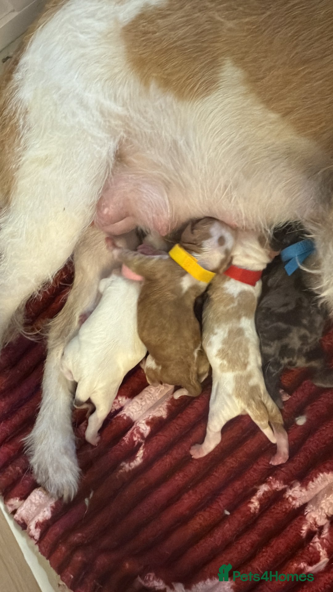 Cockapoo dogs for sale: 4 males and 1 female  - Advert 2